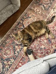 Lost Female Cat last seen Near Stanford Ave , Dallas, TX 75209