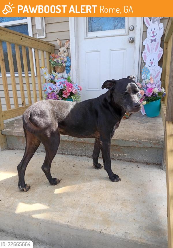 Found/Stray Male Dog last seen Russell field rd, Rome, GA 30165