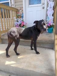Found/Stray Male Dog last seen Russell field rd, Rome, GA 30165