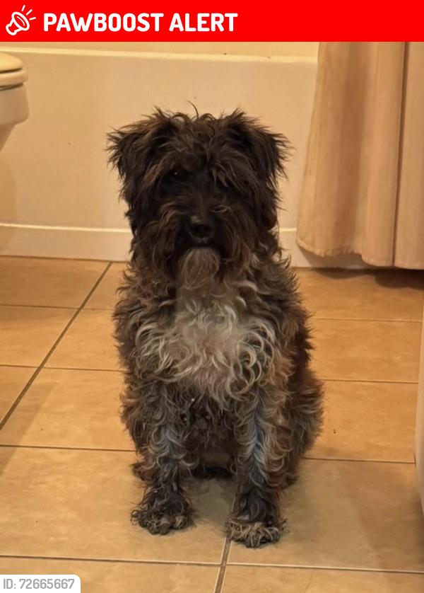 Lost Female Dog last seen Near & McDonalds , Kaufman County, TX 75126