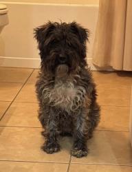 Lost Female Dog last seen Near & McDonalds , Kaufman County, TX 75126