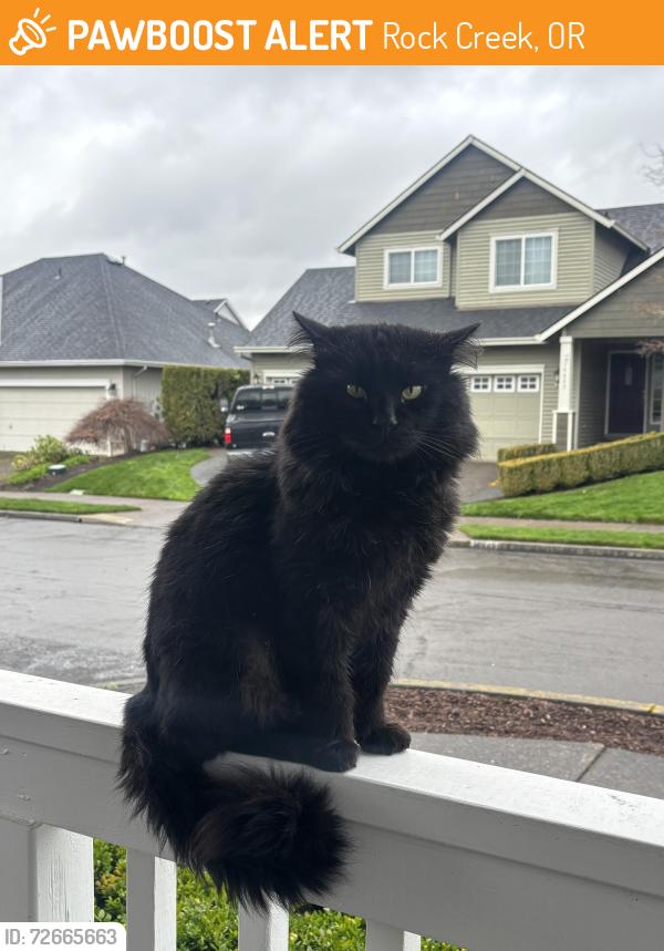 Found/Stray Male Cat last seen SE Brackenbush Rd. and SE Hemmen Ave., Rock Creek, OR 97015