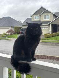 Found/Stray Male Cat last seen SE Brackenbush Rd. and SE Hemmen Ave., Rock Creek, OR 97015