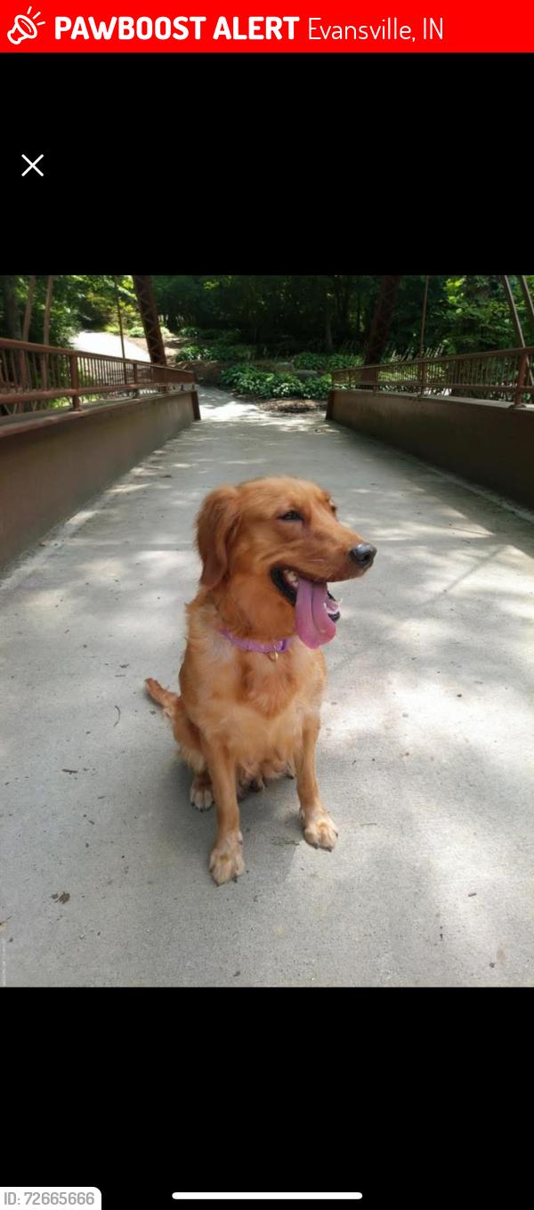 Lost Female Dog last seen Near w Franklin , Evansville, IN 47712
