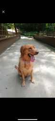Lost Female Dog last seen Near w Franklin , Evansville, IN 47712