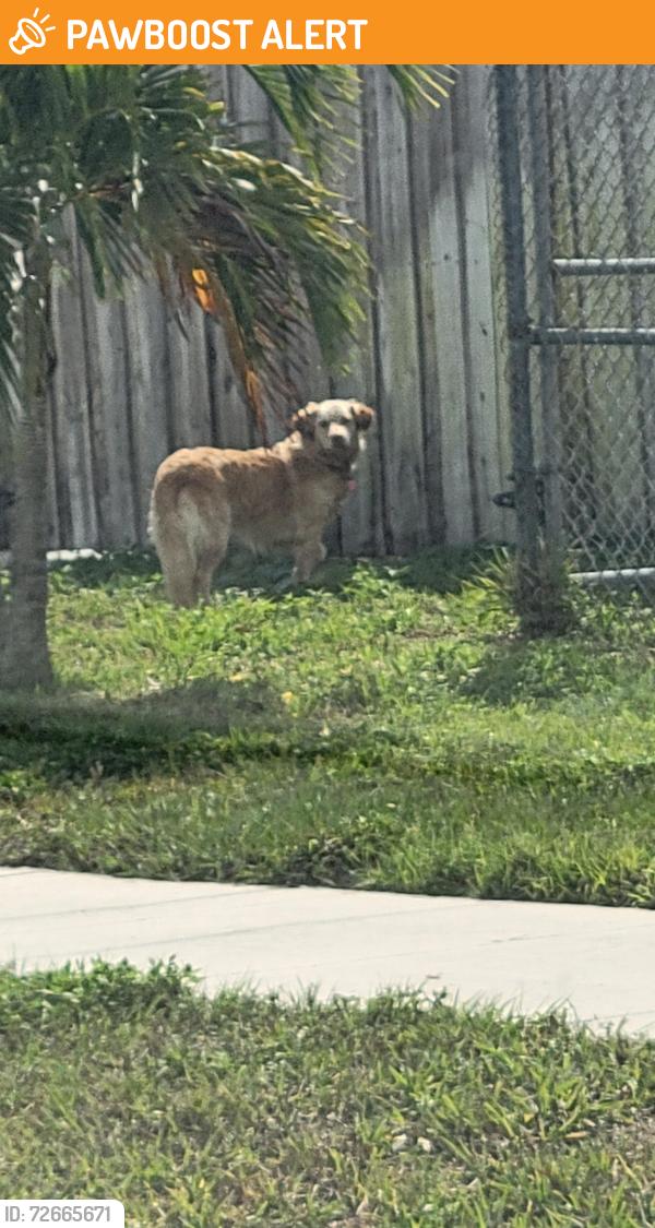 Found/Stray Unknown Dog last seen Keating Drive and Crestdale St. , Palm Beach Gardens, FL 33410