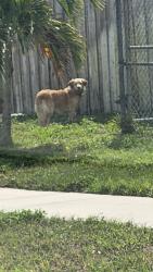 Found/Stray Unknown Dog last seen Keating Drive and Crestdale St. , Palm Beach Gardens, FL 33410