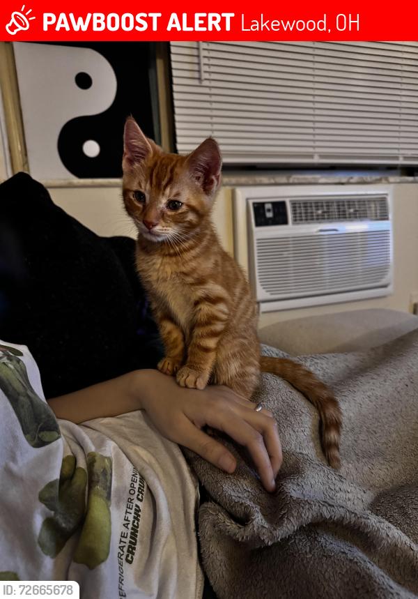 Lost Male Cat last seen Lakewood Club apmts, Lakewood, OH 44107