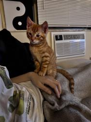 Lost Male Cat last seen Lakewood Club apmts, Lakewood, OH 44107