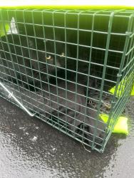 Found/Stray Male Cat last seen Lower Newtown rd Halfmoon ny, Halfmoon, NY 12188