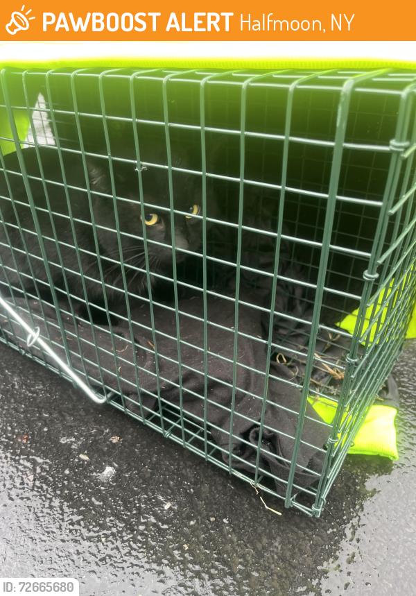 Found/Stray Male Cat last seen Lower Newtown rd Halfmoon ny, Halfmoon, NY 12188