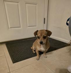 Found/Stray Female Dog last seen 87th Ave and Monterey way, Phoenix, AZ 85037