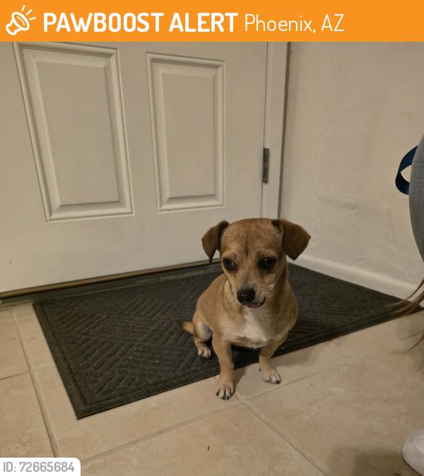 Found/Stray Female Dog last seen 87th Ave and Monterey way, Phoenix, AZ 85037