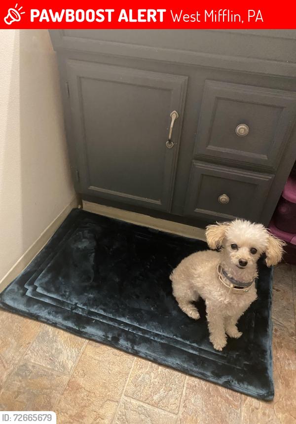 Lost Female Dog last seen Steiner Ave , West Mifflin, PA 15122