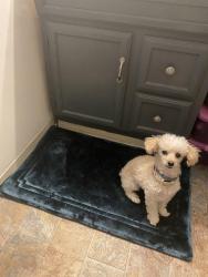 Lost Female Dog last seen Steiner Ave , West Mifflin, PA 15122