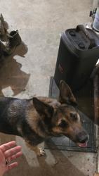 Found/Stray Female Dog last seen Knob creek gun range, West Point, KY 40177