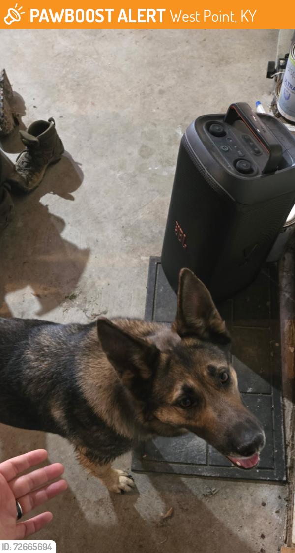 Found/Stray Female Dog last seen Knob creek gun range, West Point, KY 40177