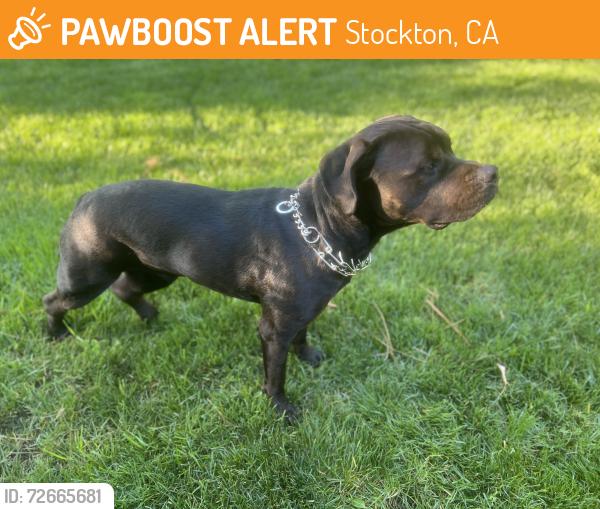 Found/Stray Male Dog last seen Thornton Road/Encino Avenue, Stockton, CA 95209