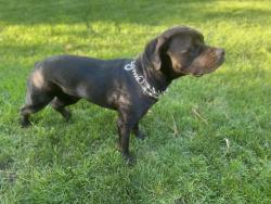 Found/Stray Male Dog last seen Thornton Road/Encino Avenue, Stockton, CA 95209