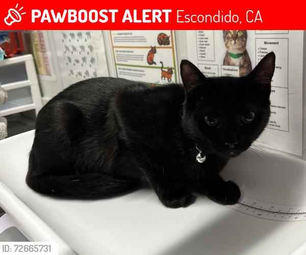 Lost Female Cat last seen Center city, Escondido, CA 92026