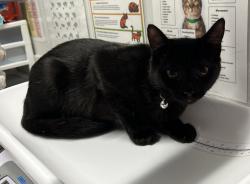 Lost Female Cat last seen Center city, Escondido, CA 92026