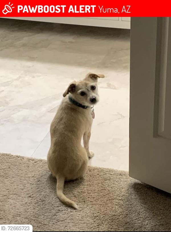 Lost Male Dog last seen S ave 7E & 45th pl, Yuma, AZ 85365