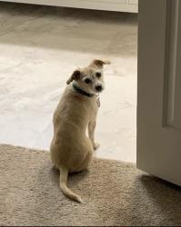 Lost Male Dog last seen S ave 7E & 45th pl, Yuma, AZ 85365