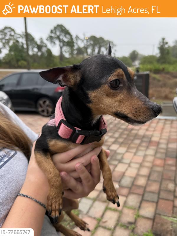 Found/Stray Female Dog last seen Hannah Street , Lehigh Acres, FL 33976