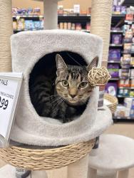 Lost Male Cat last seen Binz engle man , San Antonio, TX 78219