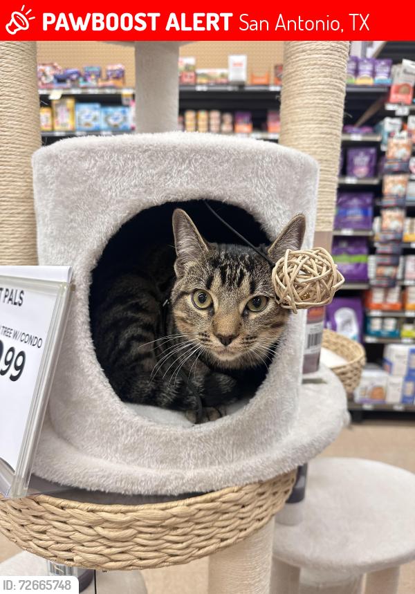 Lost Male Cat last seen Binz engle man , San Antonio, TX 78219