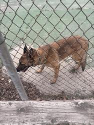 Found/Stray Female Dog last seen Near W 500N, Salt Lake City, UT 84116