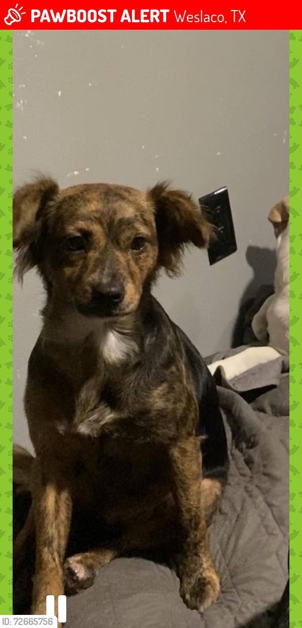 Lost Female Dog last seen S Ohio St, Weslaco, TX 78596