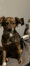 Lost Female Dog last seen S Ohio St, Weslaco, TX 78596