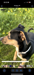 Lost Male Dog last seen Sterling place, Chino, CA 91710