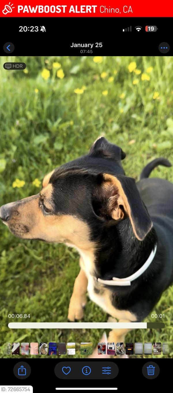 Lost Male Dog last seen Sterling place, Chino, CA 91710