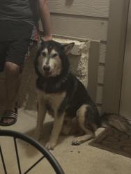 Lost Male Dog last seen Near cielo ranch, San Antonio, TX 78218