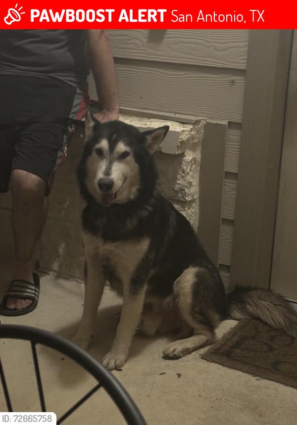 Lost Male Dog last seen Near cielo ranch, San Antonio, TX 78218