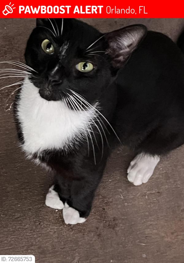 Lost Male Cat last seen Semoran blvd, Hoffner ave, Gatlin ave, Orlando, FL 32822
