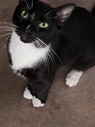 Lost Male Cat last seen Semoran blvd, Hoffner ave, Gatlin ave, Orlando, FL 32822