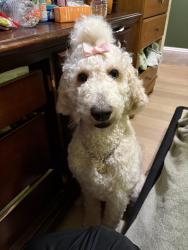 Lost Female Dog last seen Kentucky ave , Indianapolis, IN 46221
