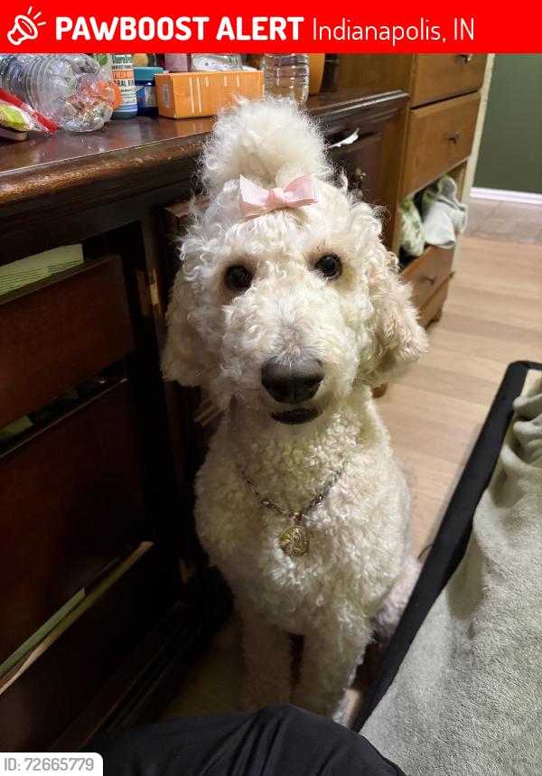 Lost Female Dog last seen Kentucky ave , Indianapolis, IN 46221