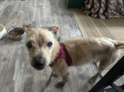Found/Stray Male Dog last seen 9th and Magnolia, Long Beach, CA 90813