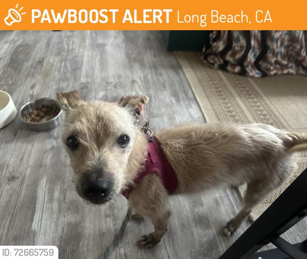 Found/Stray Male Dog last seen 9th and Magnolia, Long Beach, CA 90813