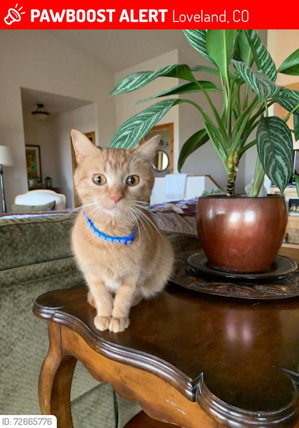 Lost Male Cat last seen moonstone cir and 4th street, Loveland, CO 80537