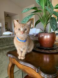 Lost Male Cat last seen moonstone cir and 4th street, Loveland, CO 80537