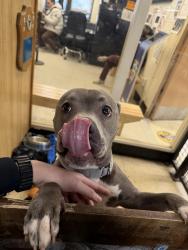 Found/Stray Female Dog last seen 37-05 union street, Queens, NY 11354