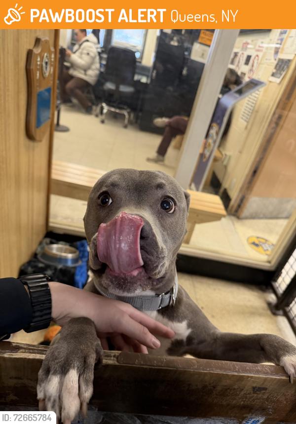 Found/Stray Female Dog last seen 37-05 union street, Queens, NY 11354
