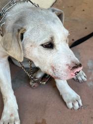 Found/Stray Male Dog last seen Softwind and Olympic View Drive in Chino Hills, Chino Hills, CA 91709