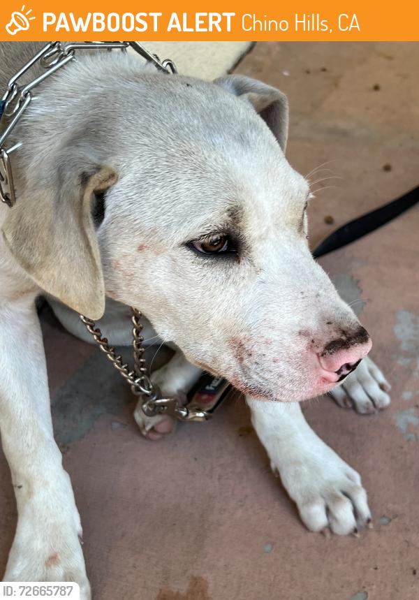 Found/Stray Male Dog last seen Softwind and Olympic View Drive in Chino Hills, Chino Hills, CA 91709