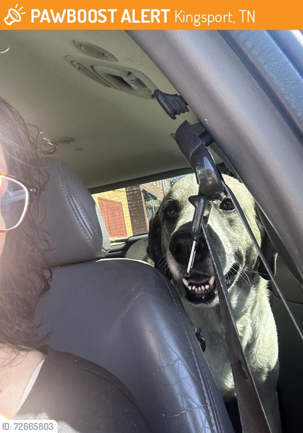 Found/Stray Female Dog last seen Charlemont street, Kingsport, TN 37660